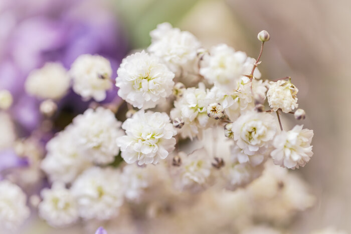 Baby Breath Flower Meaning - Flower Meaning