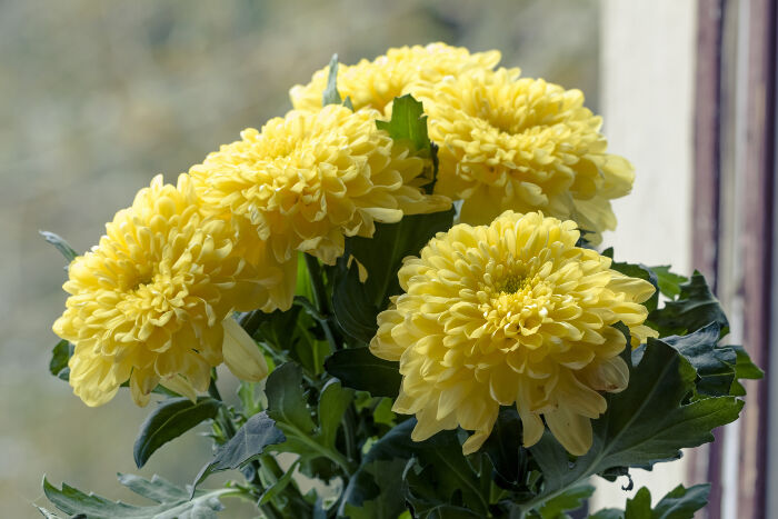 The Chrysanthemum Flower, its Meanings and Symbolism