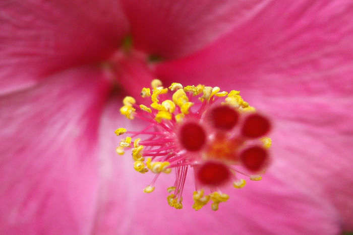 What is the meaning of hibiscus flowers?