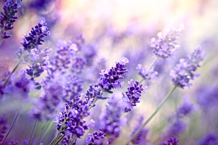 http://www.flowermeaning.com/flower-pics/Lavender-Meaning.jpg