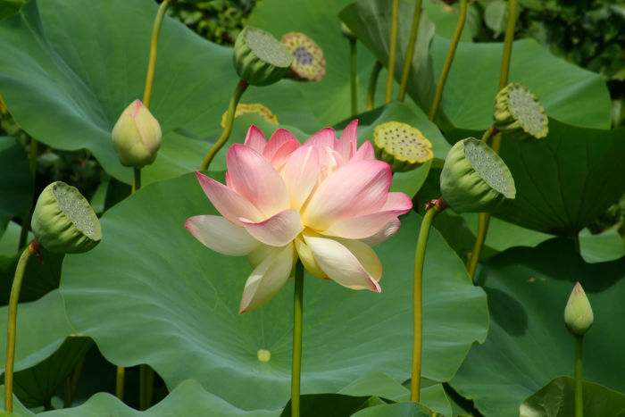 Lotus-7.jpg