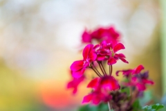 Geranium Flower