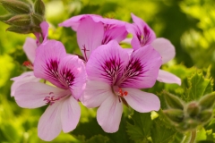 Geranium Flower