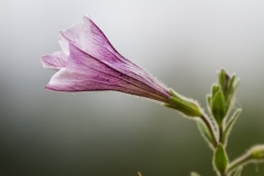 Petunias