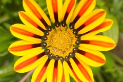 Gazania
