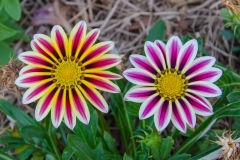 Gazania