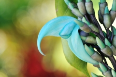 Jade Vine