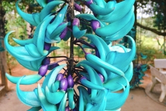 Jade Vine
