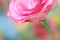 Lisianthus