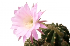 Night Blooming Cereus