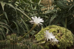 Night Blooming Cereus