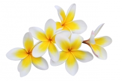 Plumeria