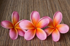 Plumeria