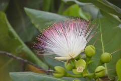 Sea Poison Tree
