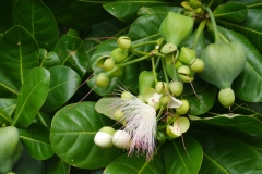 See Poison Tree