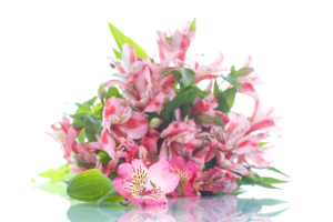 Alstroemeria flowers 