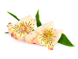 Alstroemeria flowers 