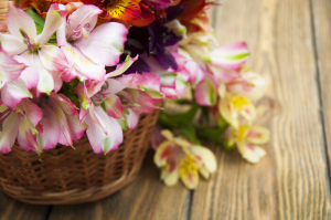 Alstroemeria flowers 