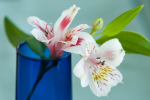 Alstroemeria flowers 