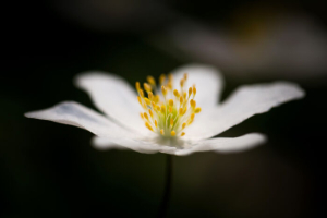 anemone flower