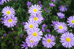 Aster