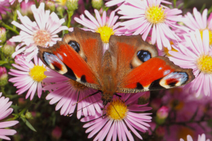 Aster
