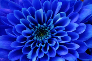 Aster