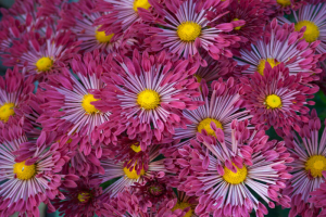 Aster