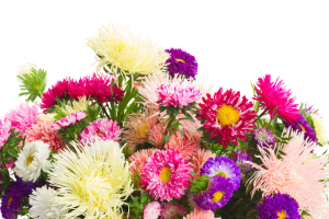 Aster