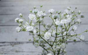Baby Breath Flowers