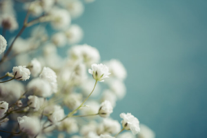 Baby Breath Flowers