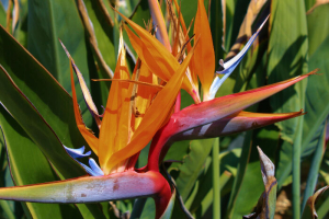 Bird of Paradise flowers