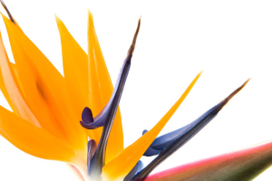 Bird of Paradise flowers