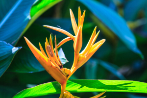 Bird of Paradise flowers