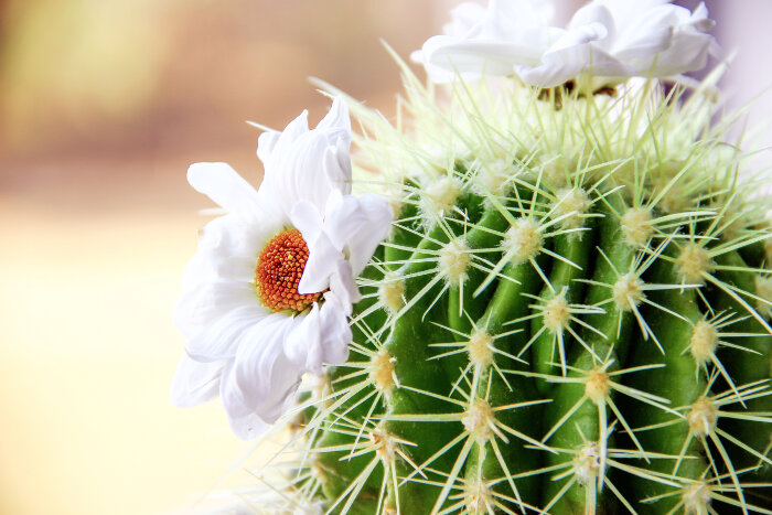 Cactus Flower Meaning Flower Meaning,What Is Garlic Aioli