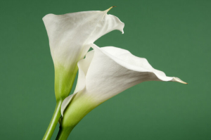 Calla Lily Flowers