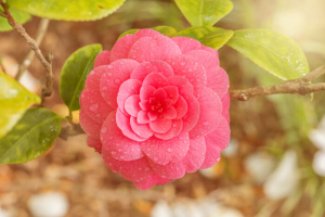 Camellia Flower