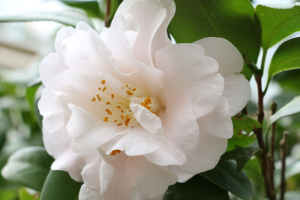 Camellia Flower