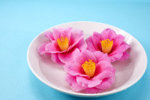 Camellia Flower