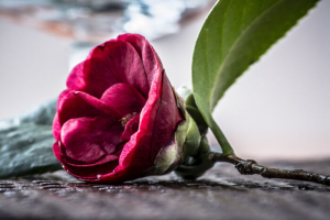 Camellia Flower