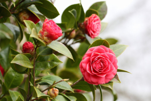 Camellia Flower