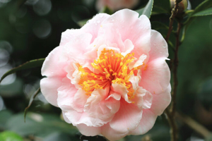Camellia Flower