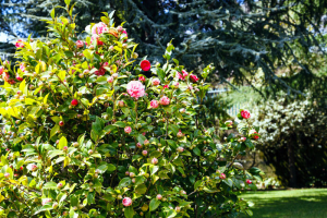 Camellia Flower