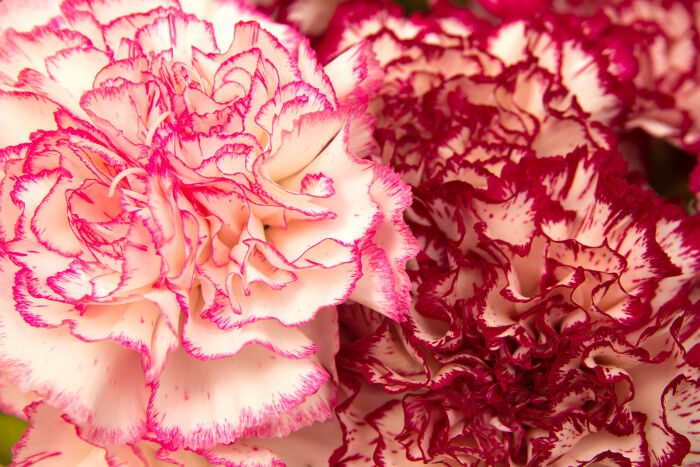 Carnation Color Chart