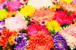 Chrysanthemum Flower