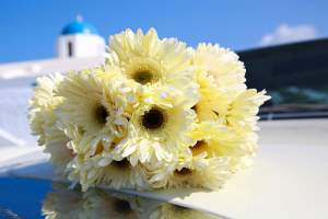 Chrysanthemum Flower