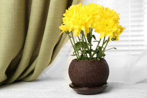 Chrysanthemum Flower