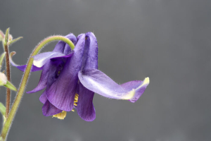 columbine flower