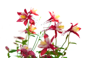 columbine flower