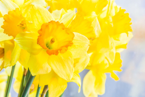 Daffodil Flower